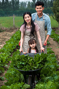 夫妇活力青年人东方家庭采摘蔬菜图片