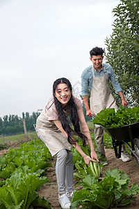 笑青年人愉悦东方夫妇采摘蔬菜图片