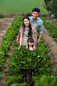 垂直构图熟的田地东方家庭采摘蔬菜图片