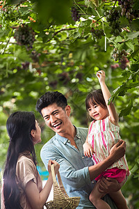 幸福家庭在采摘葡萄图片