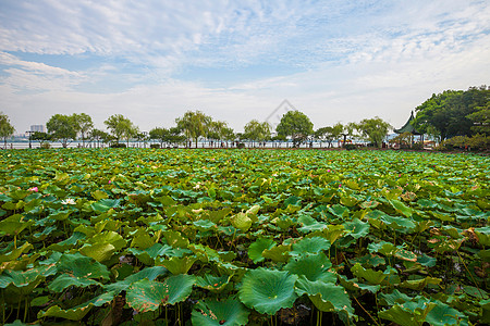 太湖湿地公园江苏省无锡蠡园背景