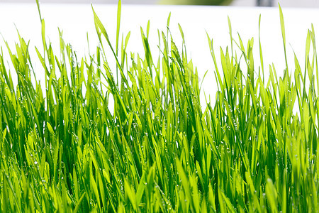 草类自然现象彩色图片青草背景图片