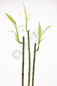 叶子影棚拍摄植物学富贵竹图片