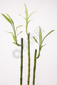 摄影茎生长富贵竹背景图片
