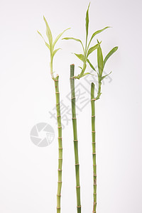 植物学植物摄影富贵竹图片