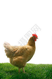 家禽健康的草坪母鸡图片