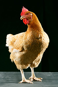 健康的农业母鸡图片