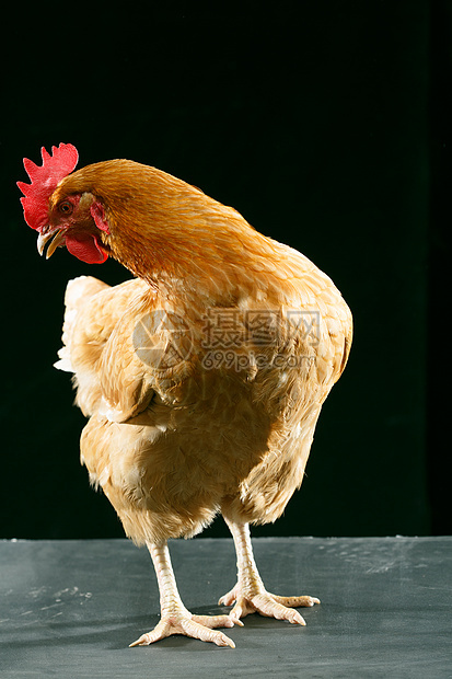 垂直构图雌动物母鸡图片