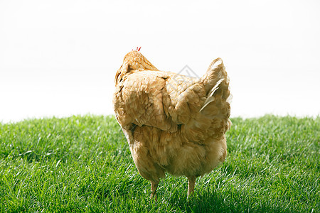 环境例行公事农产品市场母鸡图片