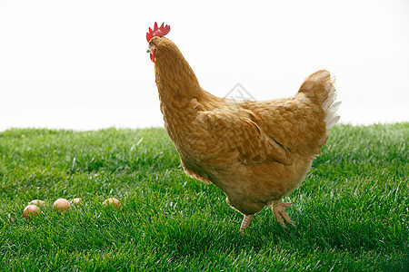 绿色农产品市场母鸡图片