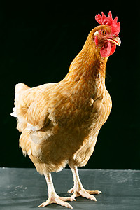 牲畜主题健康的母鸡图片