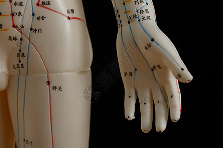 中医教学穴位用具图片