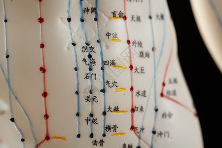 中医教学穴位用具高清图片