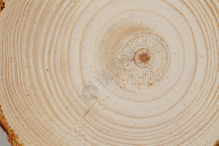 简单背景木材树干年轮图片