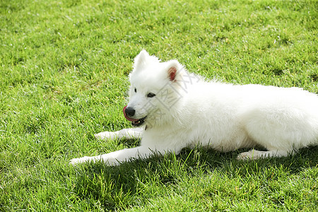动物保护健康生活方式萨摩犬宠物狗图片