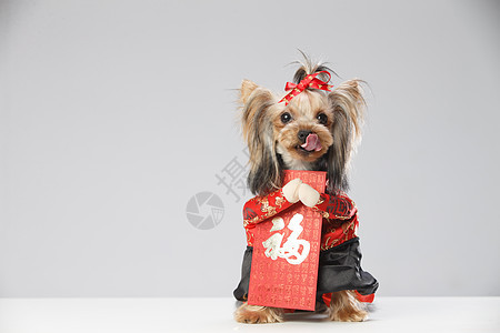 约克夏犬和红包背景图片
