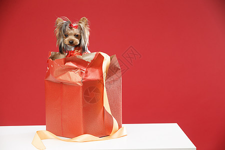 犬科的吉祥喜庆可爱的约克夏犬图片