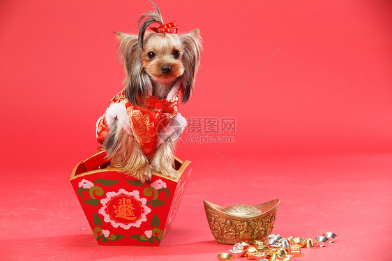 可爱的东方春节约克夏犬图片