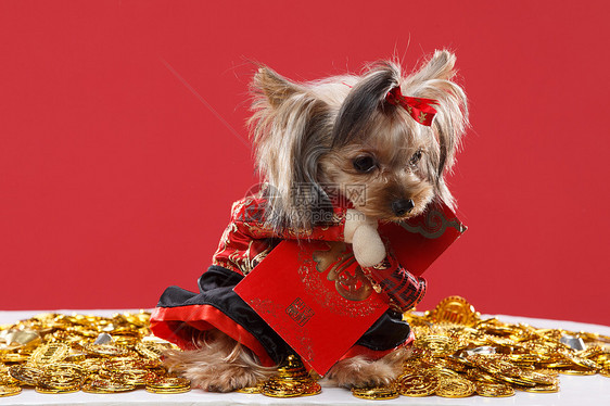 生肖祝福纯种狗可爱的约克夏犬图片