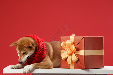 可爱的柴犬狗年礼品高清图片