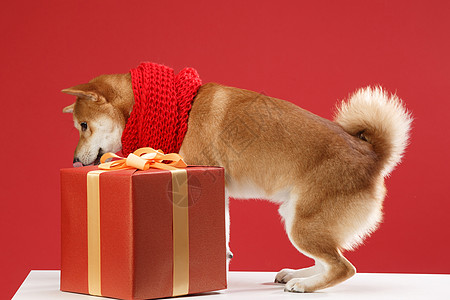 围巾节日红色背景可爱的柴犬图片