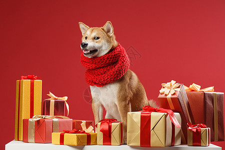 可爱的柴犬生肖吉祥狗高清图片