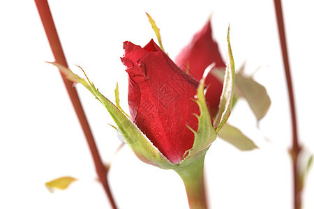 花朵无人盛开玫瑰花图片