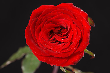 美丽红色静物玫瑰花图片