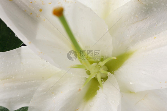 摄影脆弱鲜花百合花图片