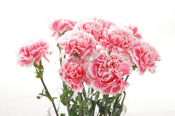 漂亮的花花卉康乃馨图片