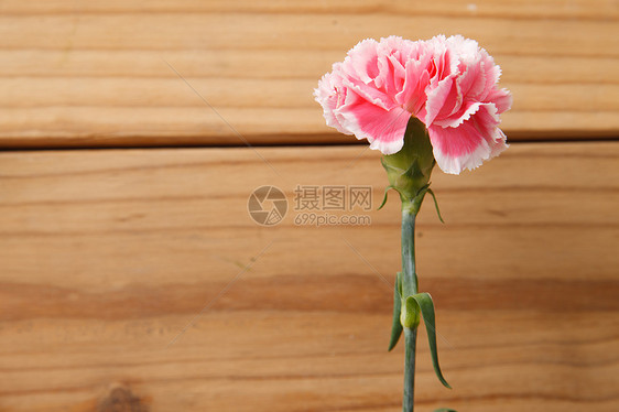 清新花卉粉色康乃馨图片