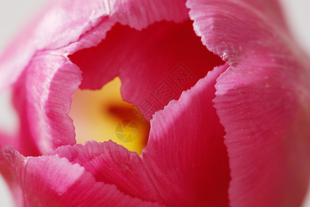自然美花朵植物郁金香图片