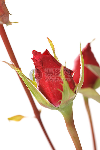 摄影静物漂亮的玫瑰花图片