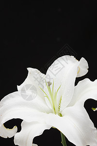 美丽花朵漂亮的百合花图片