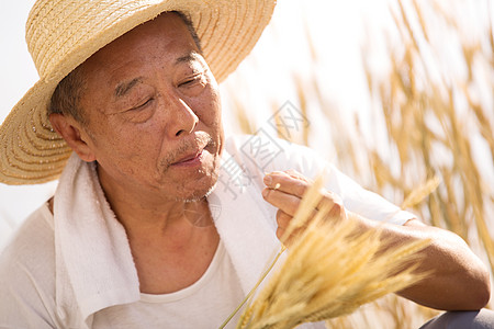 老农民在麦田里图片