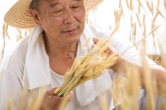 老农民在麦田里图片