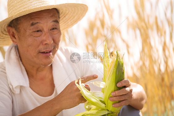 健康的谷物老农民拿着玉米图片