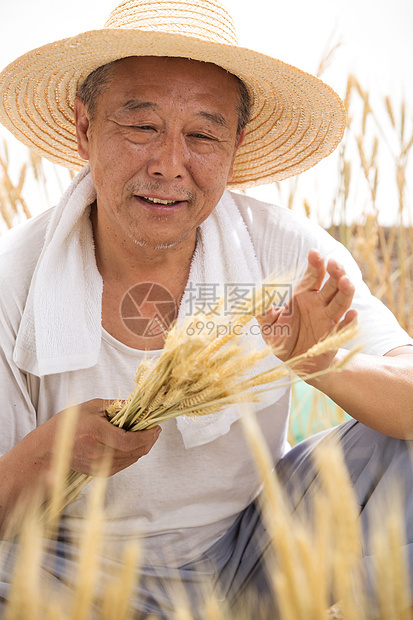 老农民在麦田里图片