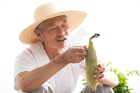 老农民拿着玉米图片