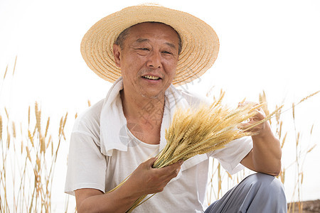 农作物成就老农民在麦田里图片