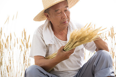 老农民在麦田里图片