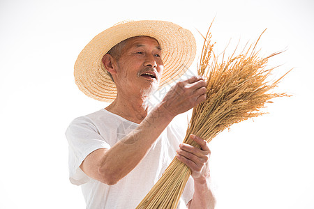 水稻成熟农民拿着稻穗背景