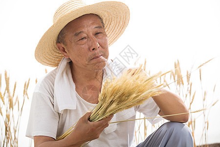 麦穗有机食品老农民在麦田里图片