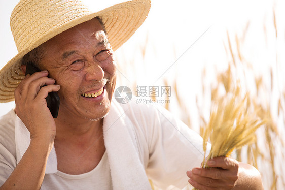 老农民在农田里打电话图片