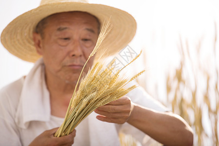 体力劳动粮食老农民在麦田里图片