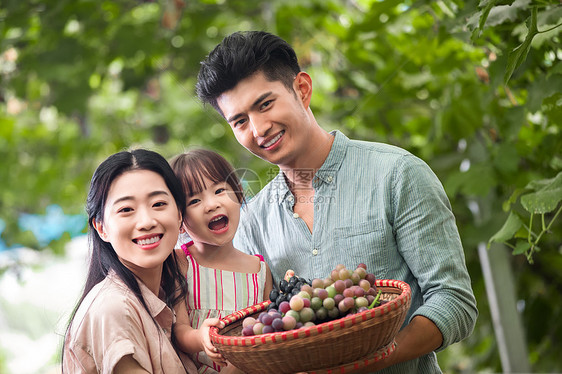 惊喜东方人笑幸福家庭采摘葡萄图片