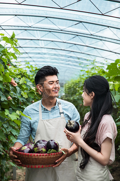 休闲活动蔬菜休闲追求东方夫妇在采摘茄子图片