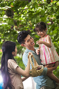 亚洲人放松半身像幸福家庭在采摘葡萄图片