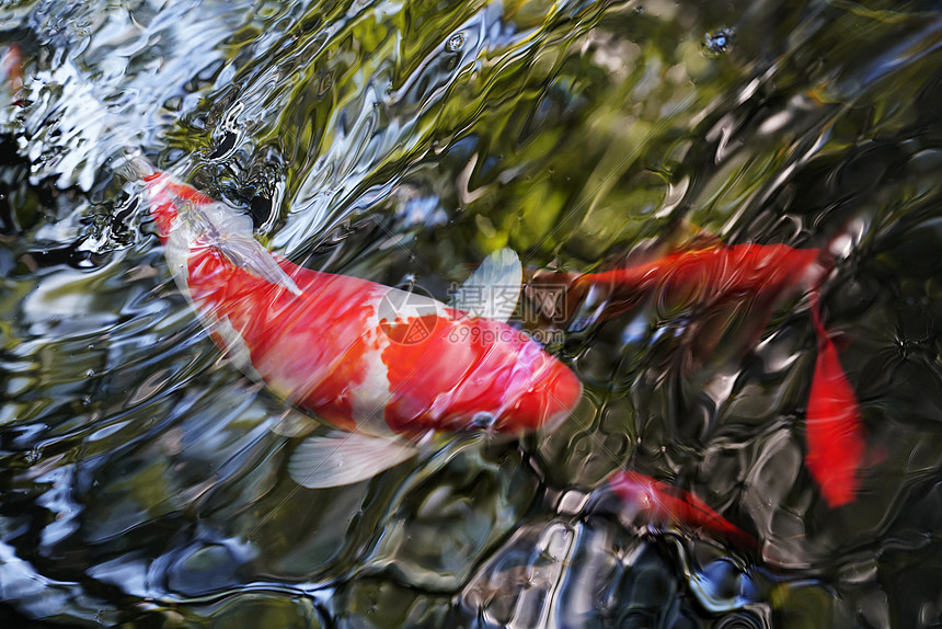 水面清新野生动物锦鲤图片