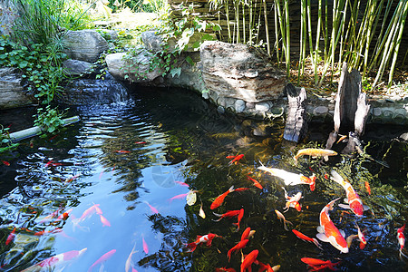 鱼水面野外动物湖动态动作锦鲤背景